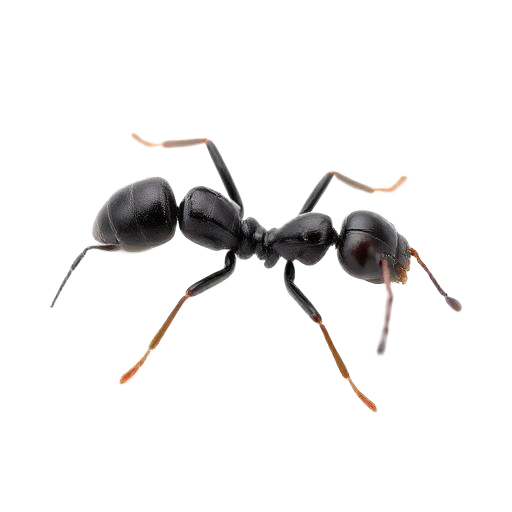 Ant Treatments