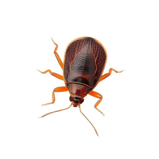 Bed Bug Treatments